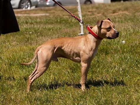 American Freedom Kennels - Breeder of fine, purebred American Pit Bull Terriers. . Mal kant kennels